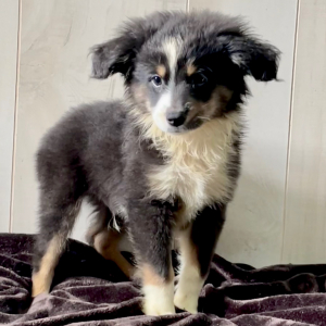 Australian Shepherd Puppy Bolt