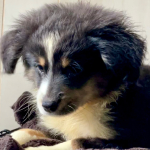 Australian Shepherd Puppy Bolt