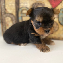 Yorkshire Terrier Puppy Chewy