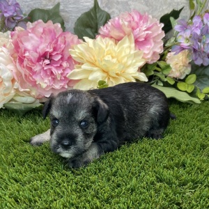 Miniature Schnauzer Puppy Carmon