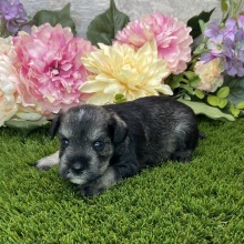 Miniature Schnauzer Puppy Carmon