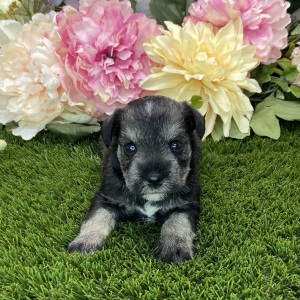 Miniature Schnauzer Puppy Carmon