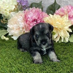 Miniature Schnauzer Puppy Carmon