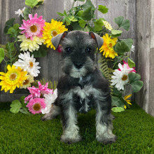 Miniature Schnauzer Puppy Carmon