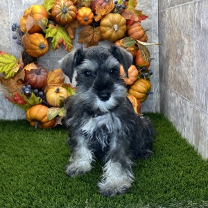 Miniature Schnauzer Puppy Carmon