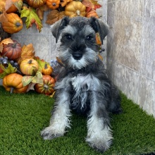 Miniature Schnauzer Puppy Carmon