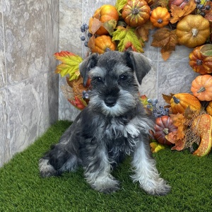 Miniature Schnauzer Puppy Carmon