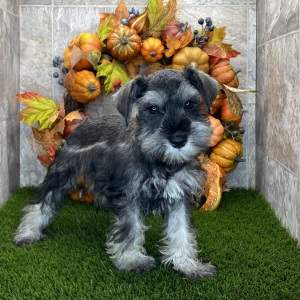 Miniature Schnauzer Puppy Carmon