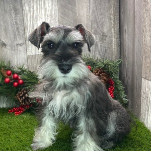 Miniature Schnauzer Puppy Carmon
