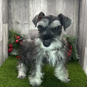 Miniature Schnauzer Puppy Carmon