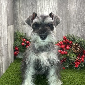 Miniature Schnauzer Puppy Carmon