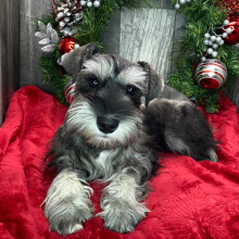 Miniature Schnauzer Puppy Carmon