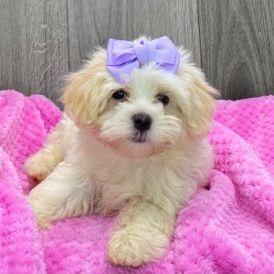 Havanese Puppy Ivy