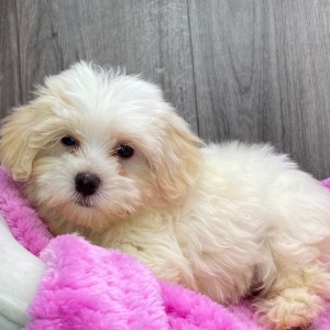 Havanese Puppy Ivy