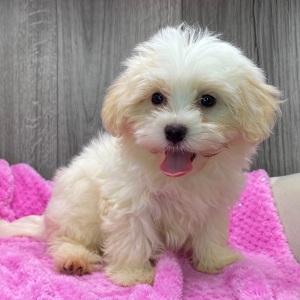 Havanese Puppy Ivy