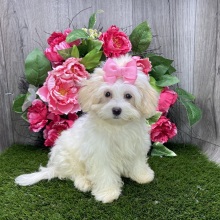 Havanese Puppy Ivy