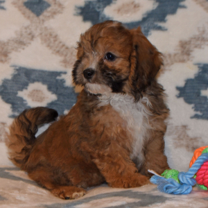 Cavapoo Puppy Dandy