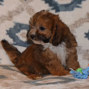 Cavapoo Puppy Dandy