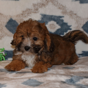 Cavapoo Puppy Dandy