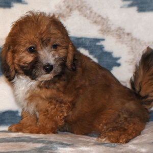 Cavapoo Puppy Dandy