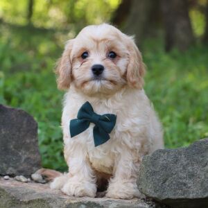 Cavaton Puppy Barry