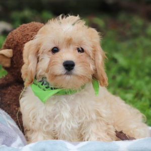 Cavaton Puppy Barry