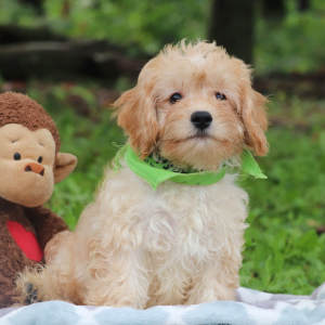 Cavaton Puppy Barry