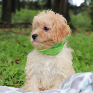 Cavaton Puppy Barry