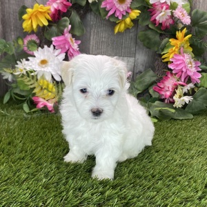 Maltipoo Puppy Reba