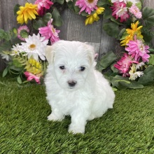 Maltipoo Puppy Reba