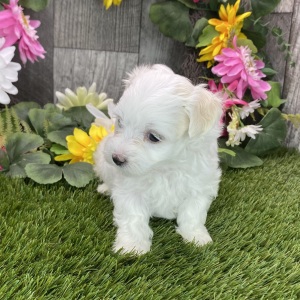 Maltipoo Puppy Reba