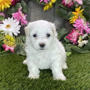 Maltipoo Puppy Reba