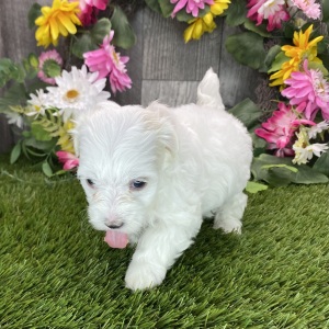 Maltipoo Puppy Reba