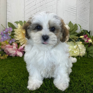 Havapoo Puppy Bonnie