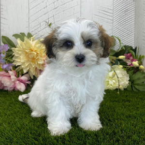 Havapoo Puppy Bonnie