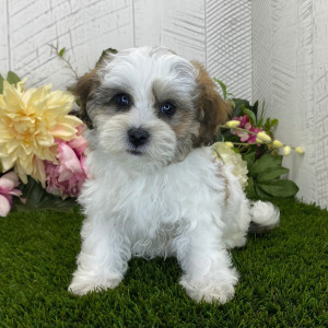 Havapoo Puppy Bonnie