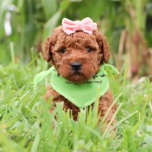 Goldendoodle Puppy Odessa