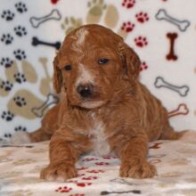 Poodle Puppy Caelie