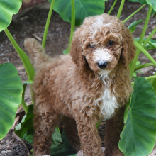 Poodle Puppy Caelie