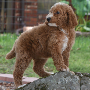 Poodle Puppy Caelie