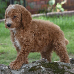 Poodle Puppy Caelie