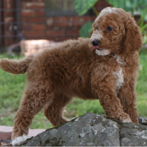 Poodle Puppy Caelie