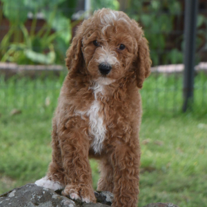 Poodle Puppy Caelie