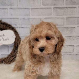 Cockapoo Puppy Mollie