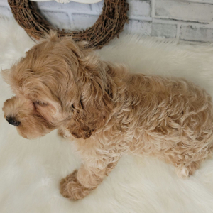 Cockapoo Puppy Mollie