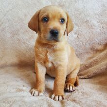 Labrador Retriever Puppy Blondie
