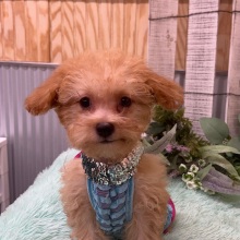 Aussiedoodle Puppy Goldie