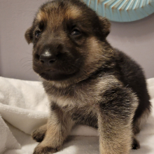 German Shepherd Dog Puppy Blue