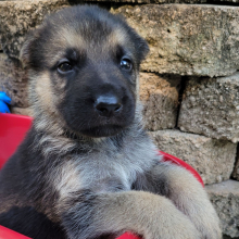 German Shepherd Dog Puppy Blue