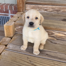 Labrador Retriever Puppy Bix